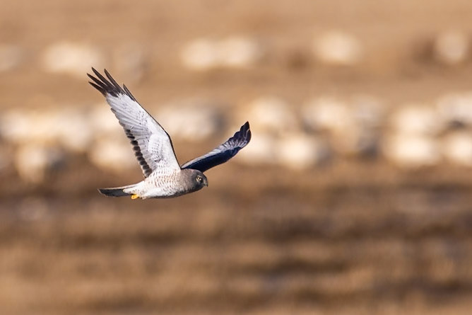 Northern Harrier ( M)