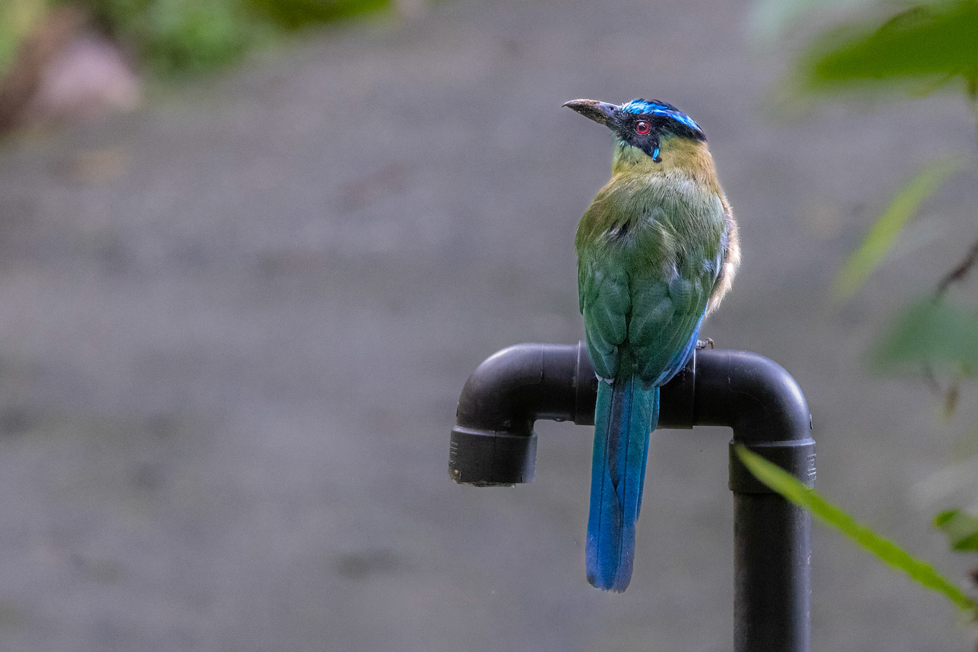 female Andean Motmot