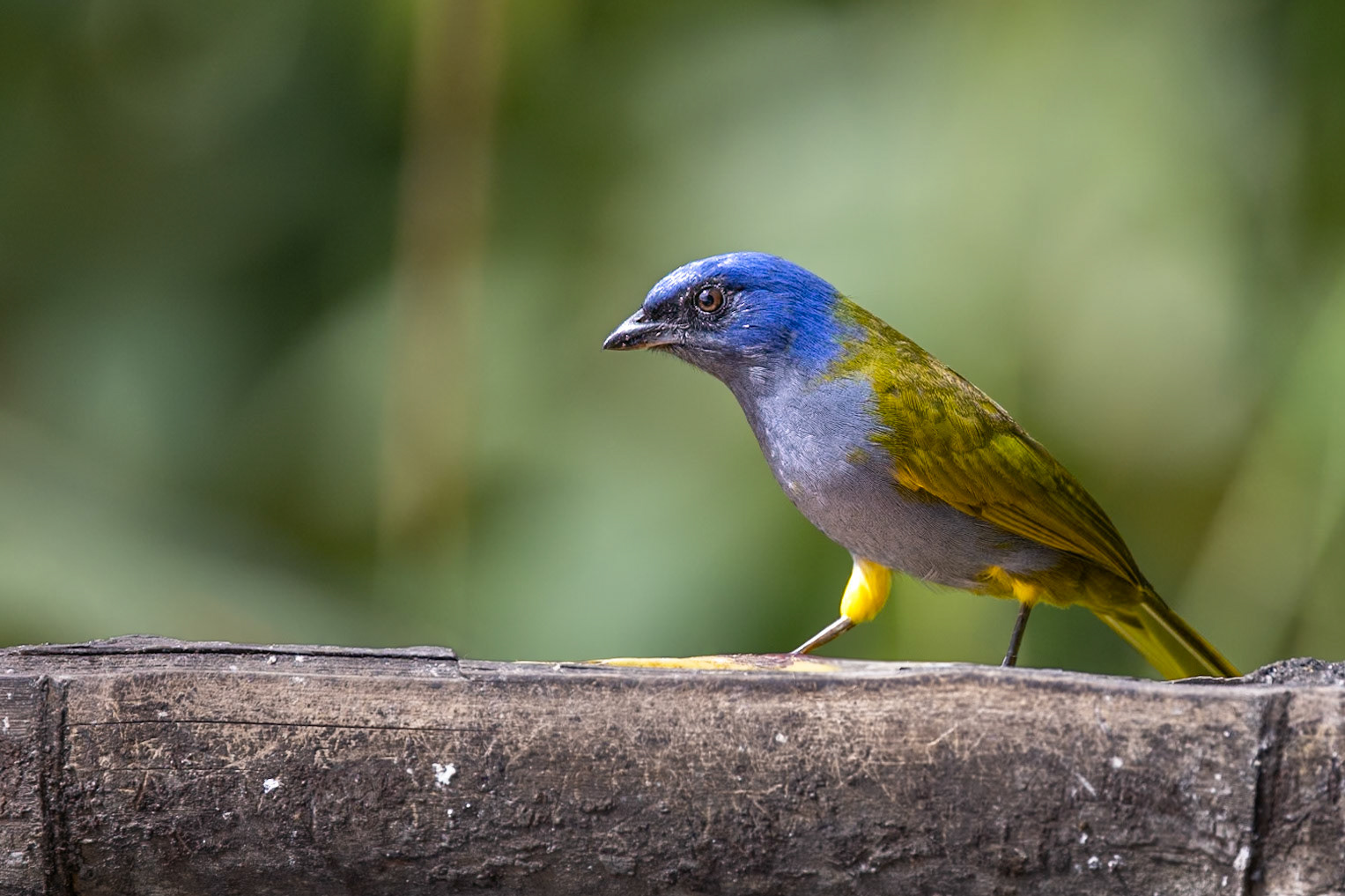 Blue-capped Tanager
