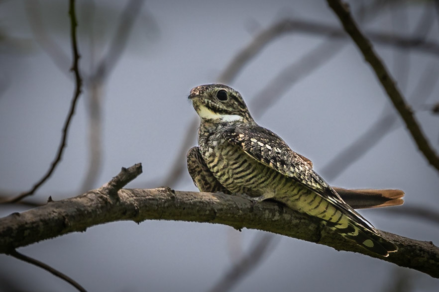 Lesser Nighthawk