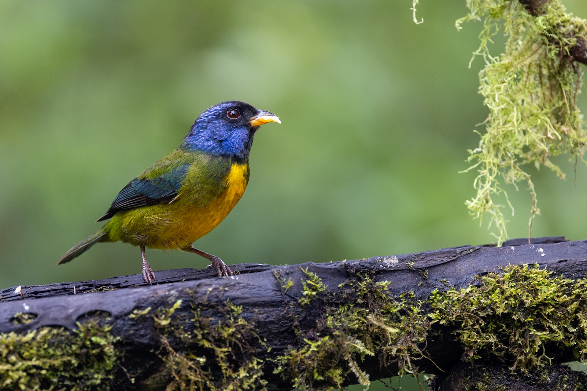 Moss-backed Tanager