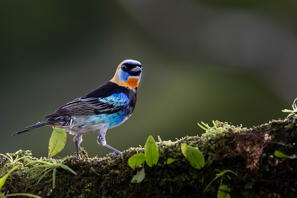 Golden-hooded Tanager