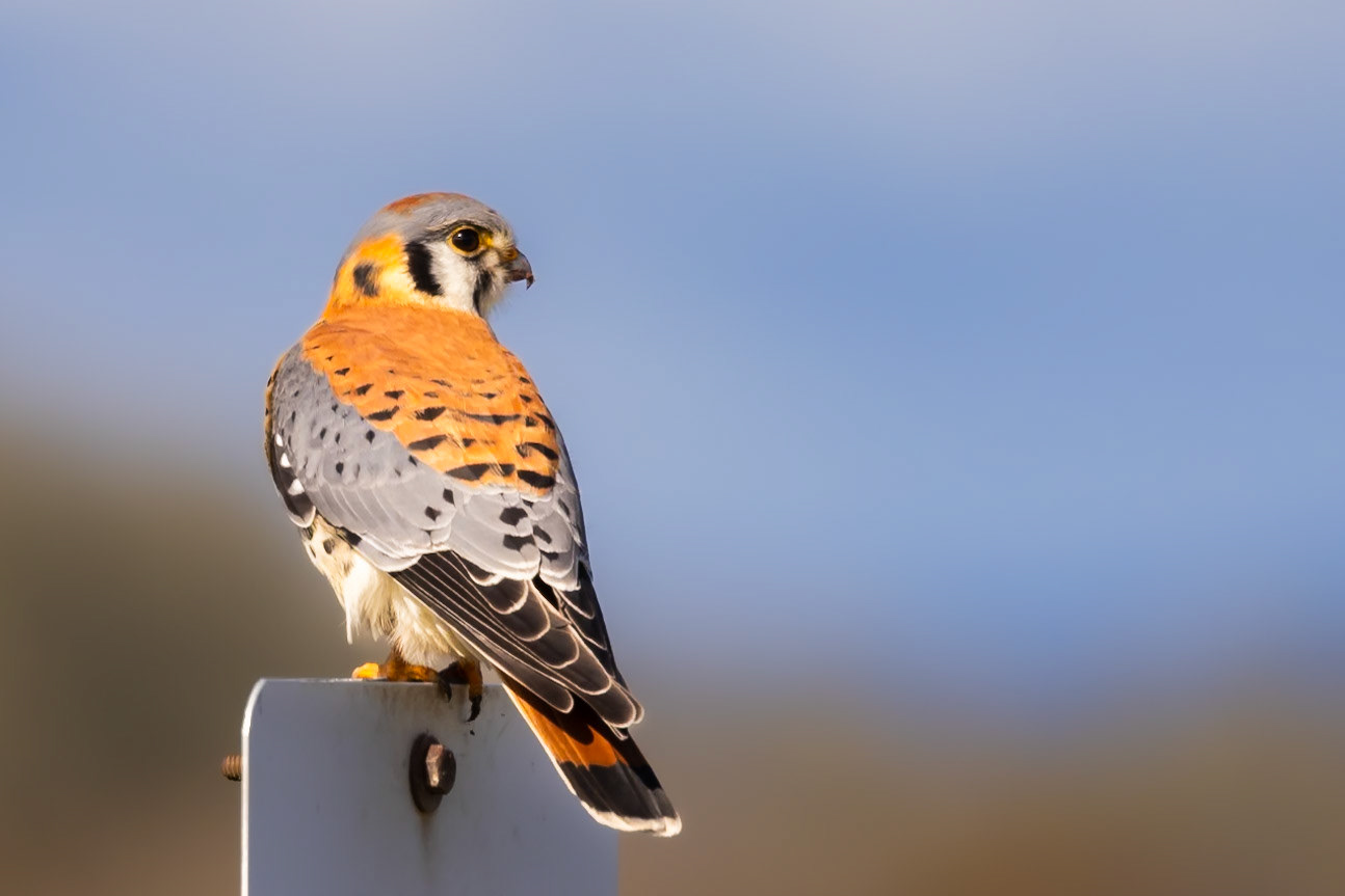 American Kestrel