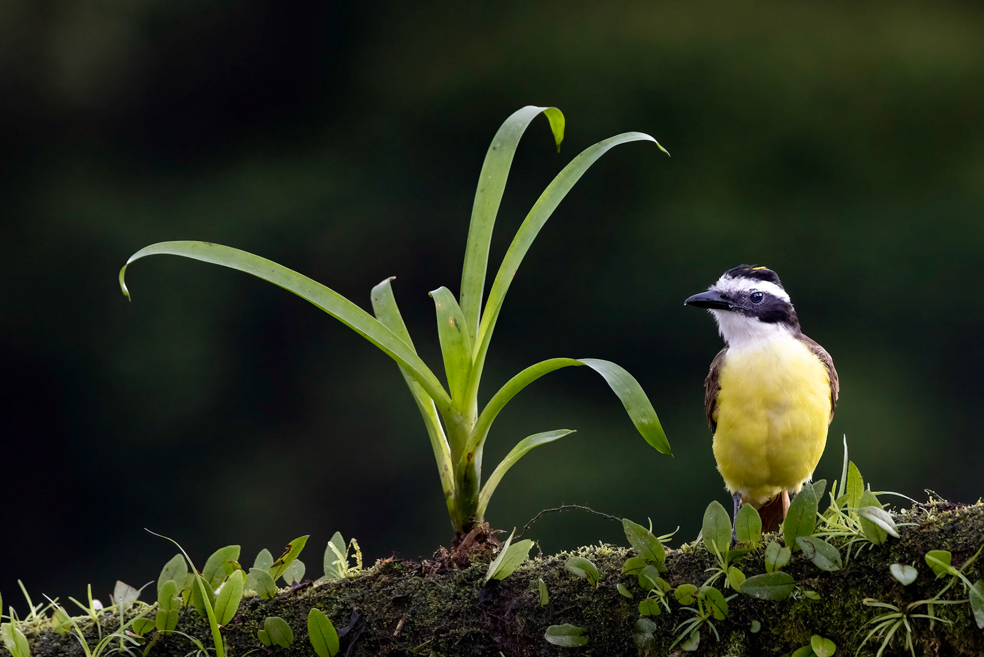 Great Kiskadee