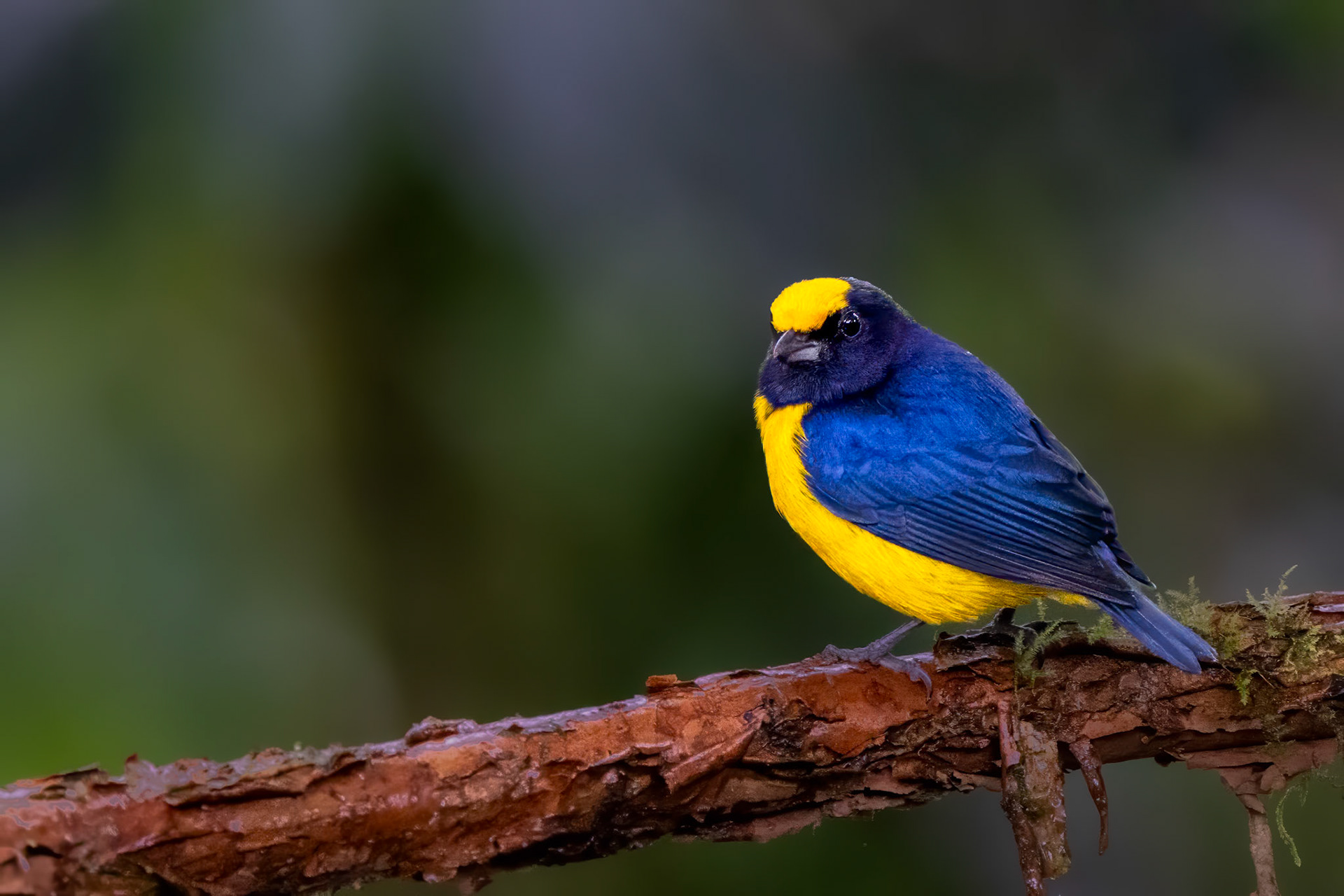 Orange-bellied Euphonia