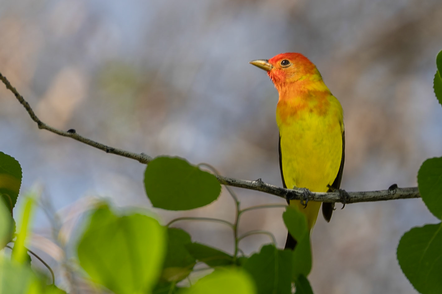 Western Tanager