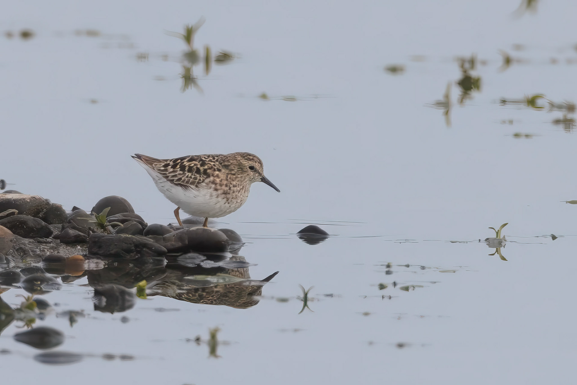 Lesser Sandpiper