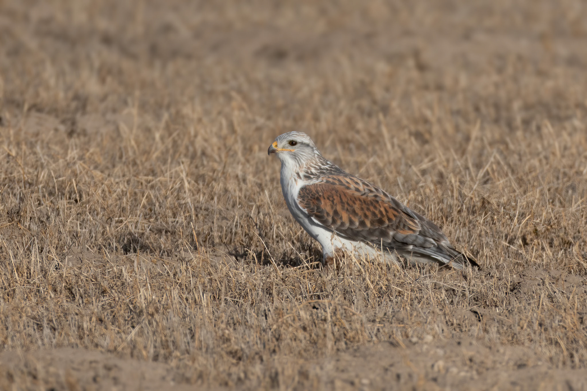 Ferruginous Hawk
