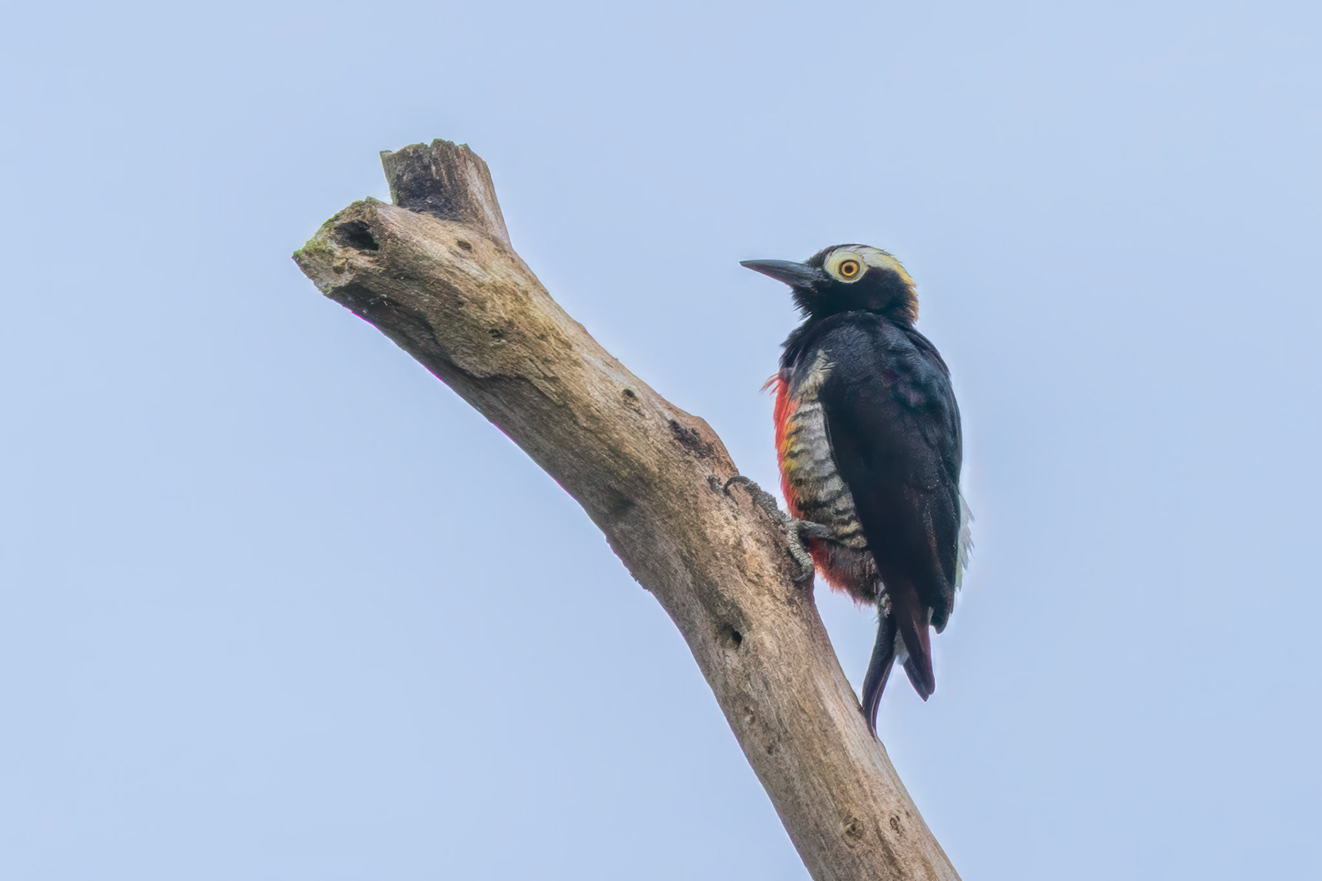 Yellow-tufted Woodpecker