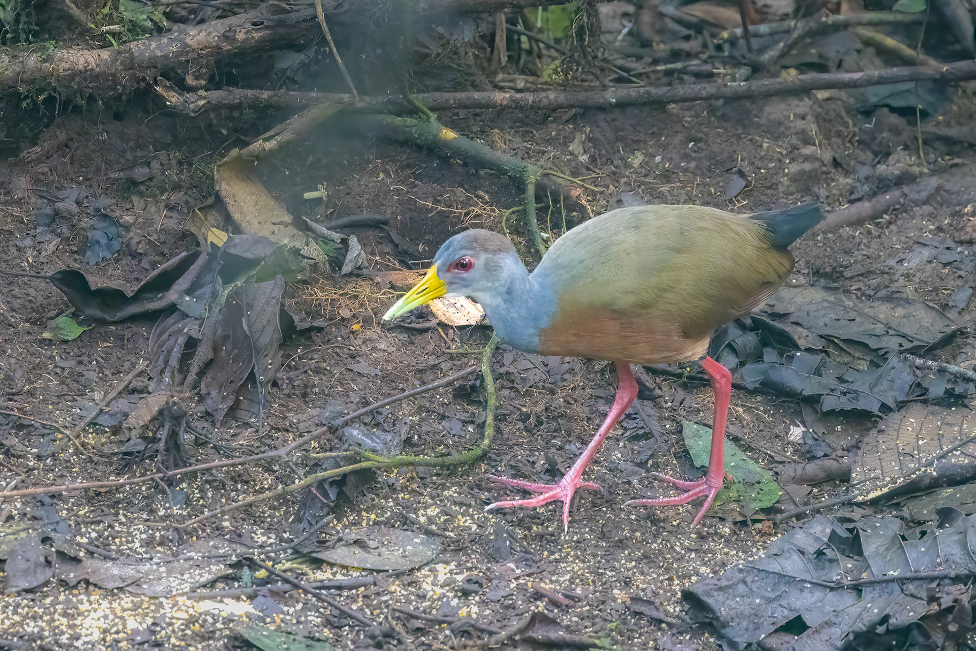 Gray-cowled Wood-Rail