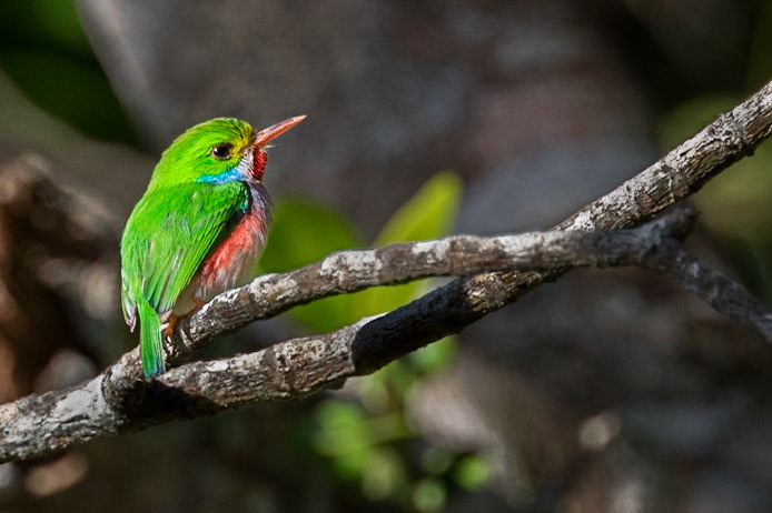 Cuban Tody