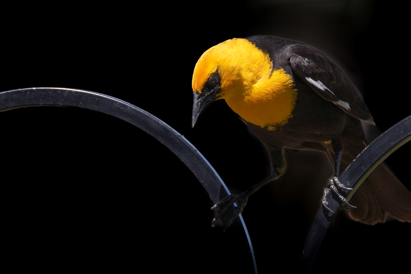 Yellow-headed Blackbird