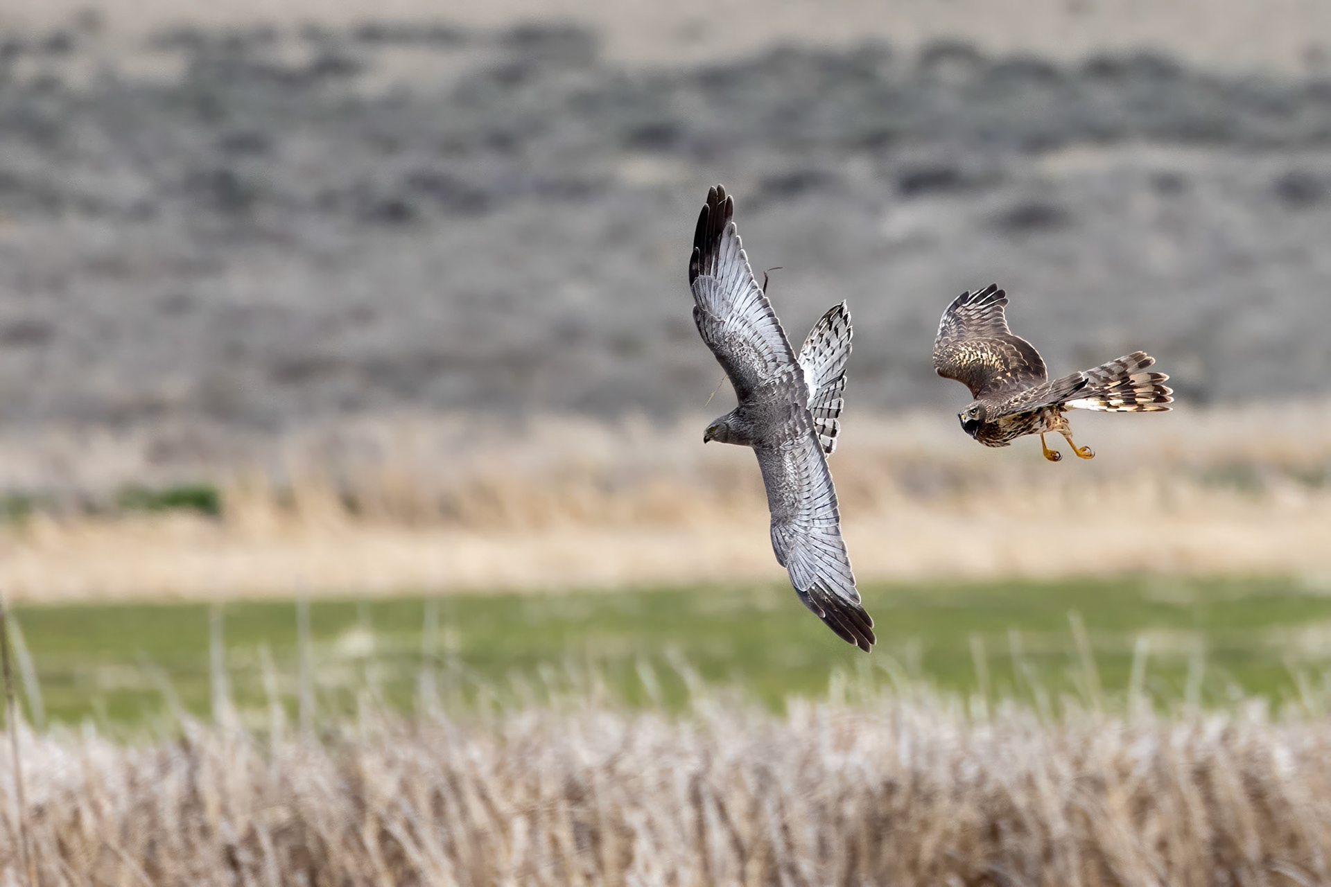 Northern Harrier