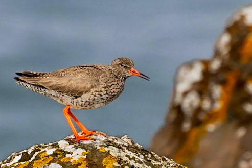 Common Redshank