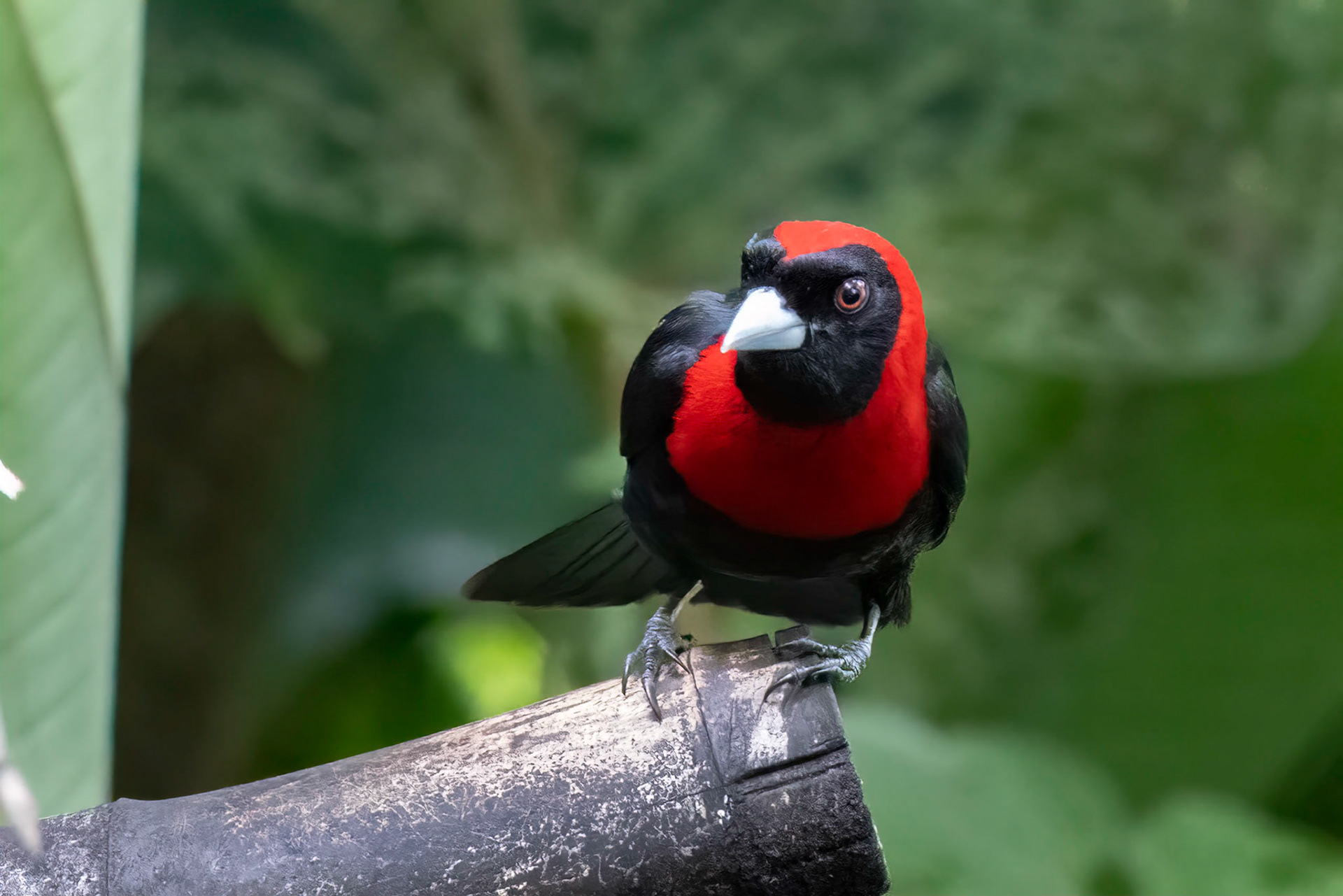 Crimson-collared Tanager