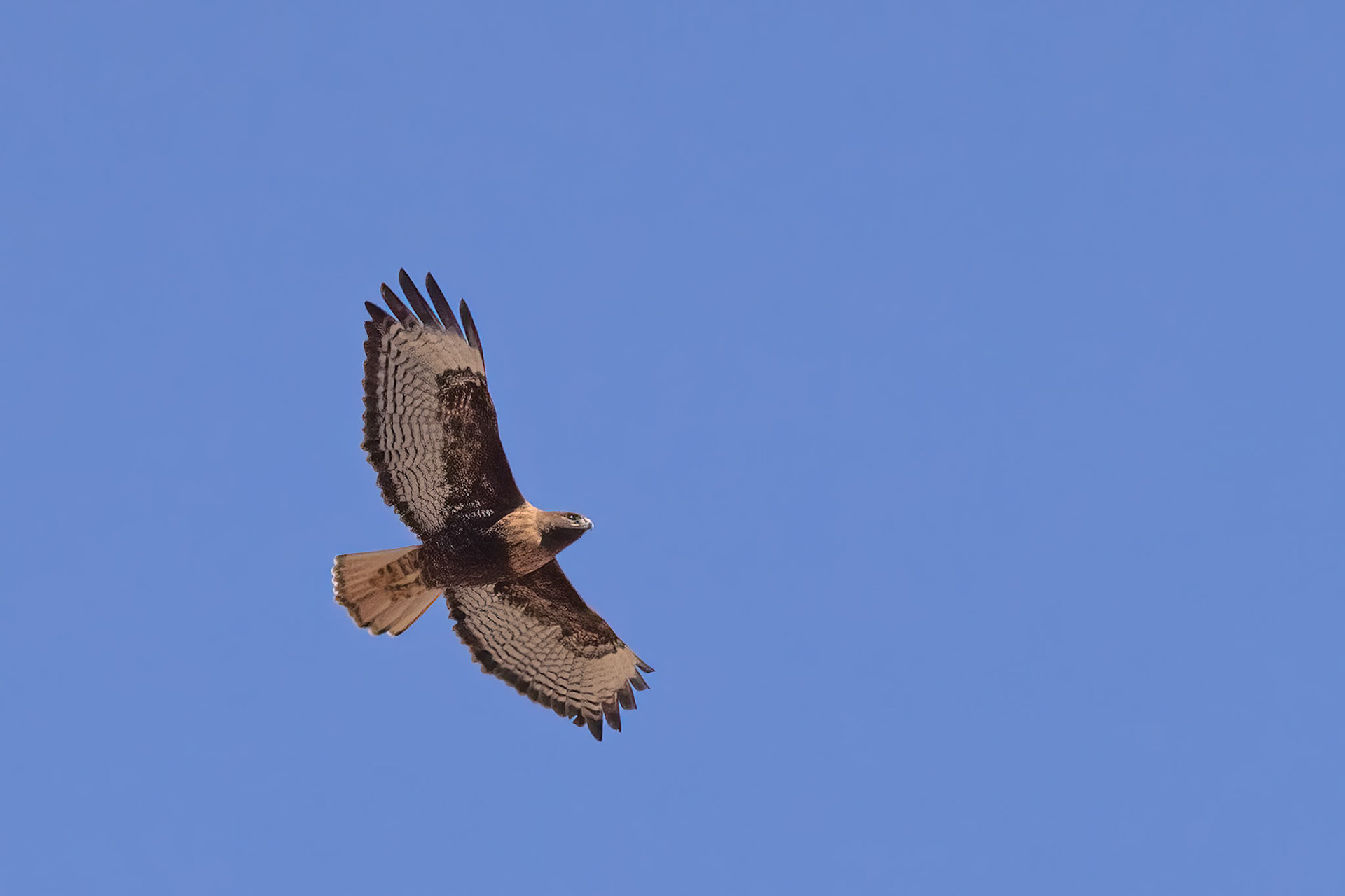 Red-tailed Hawk
