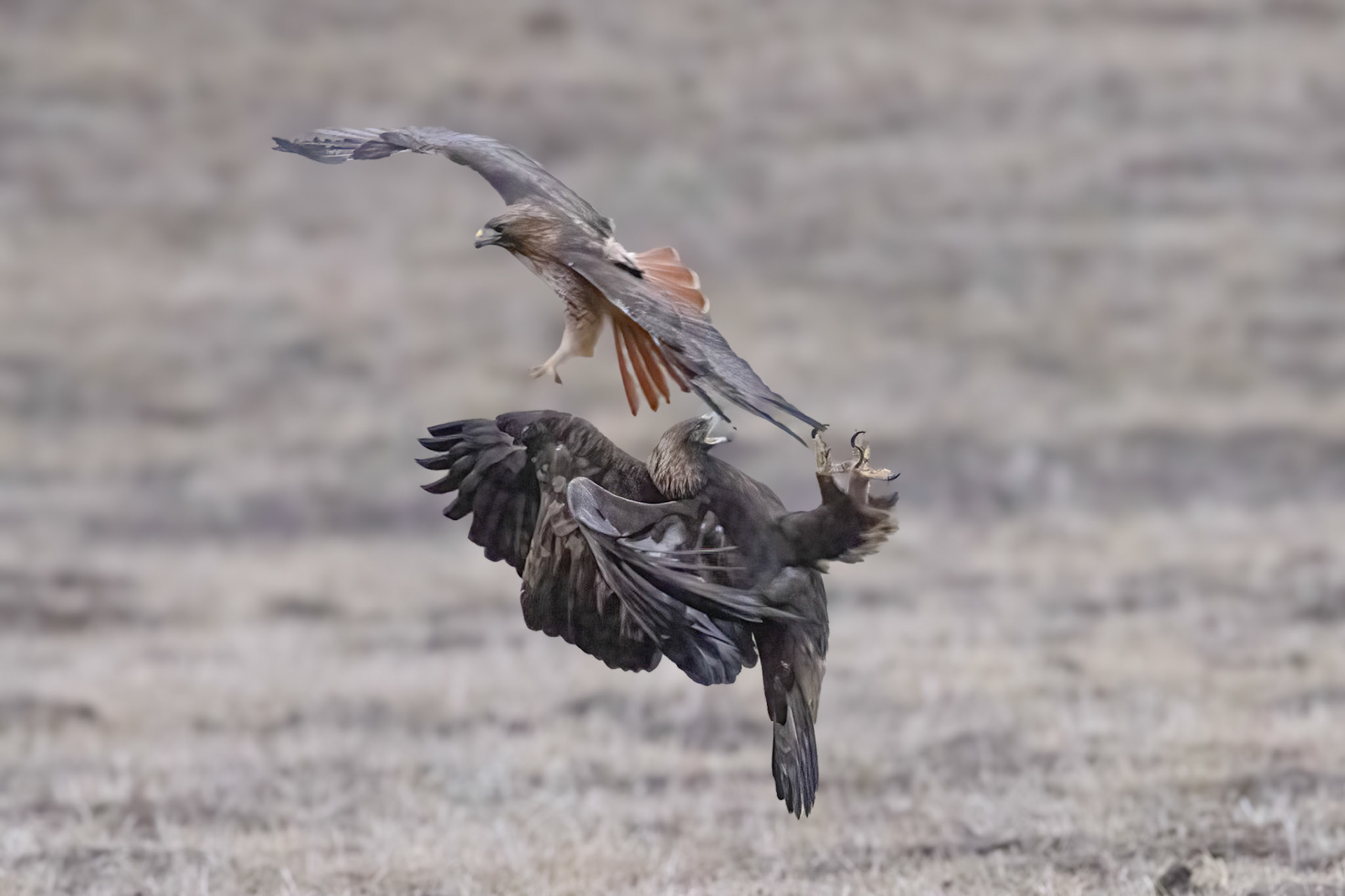 Golden Eagle fighting with Red-tailed Hawk