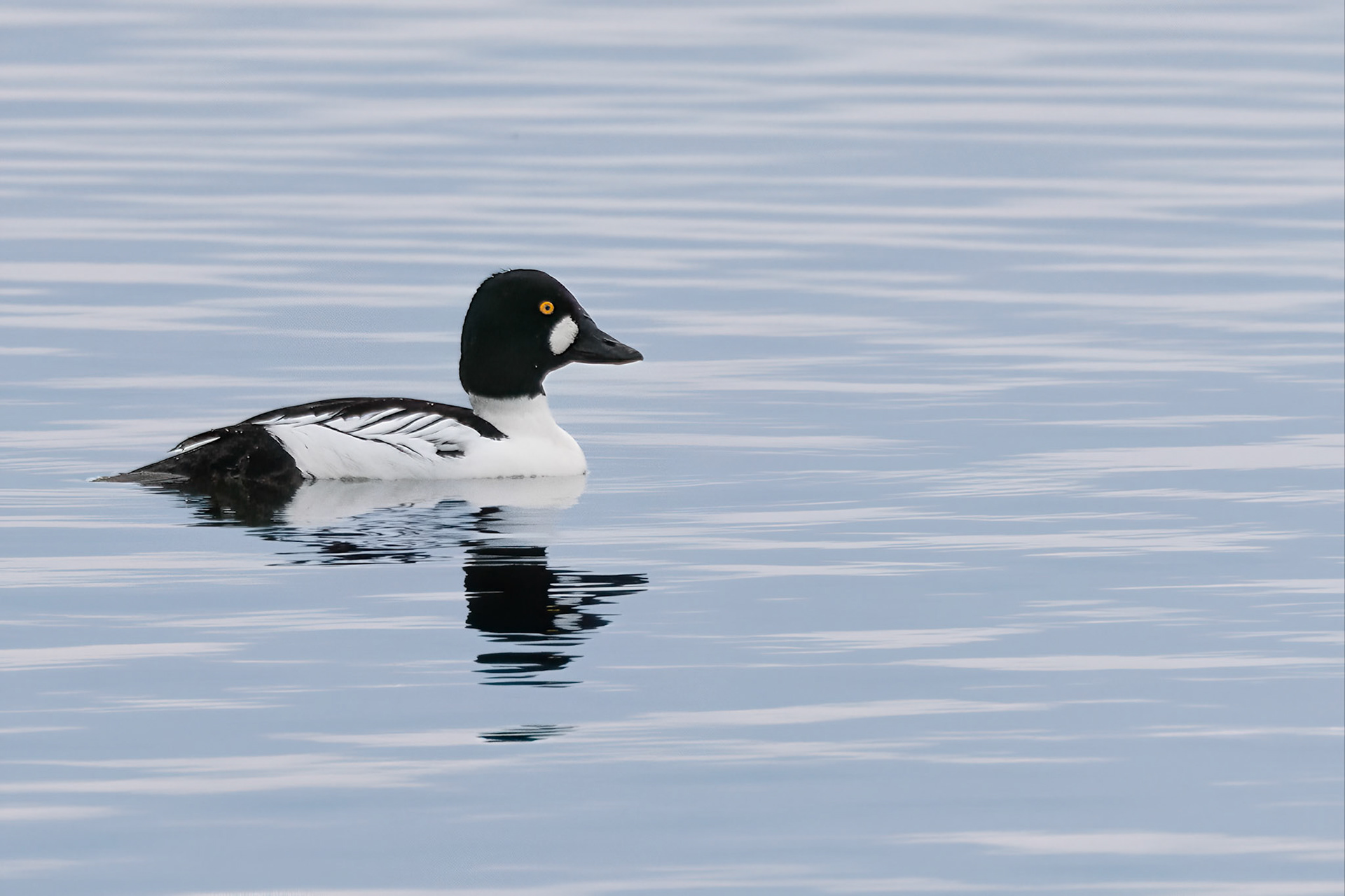Common Goldeneye