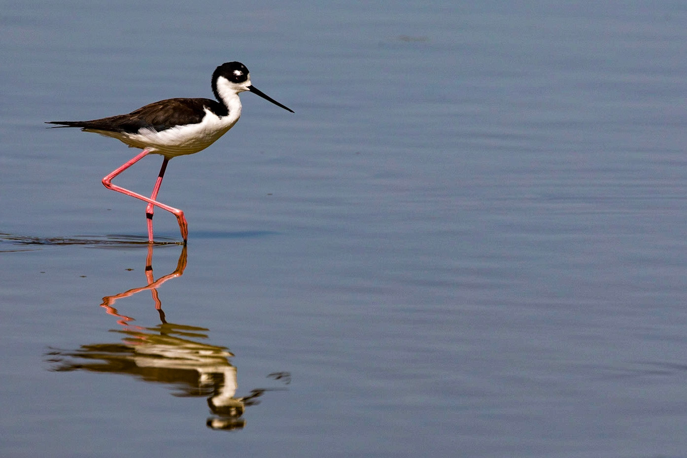 Black-necked Stilt