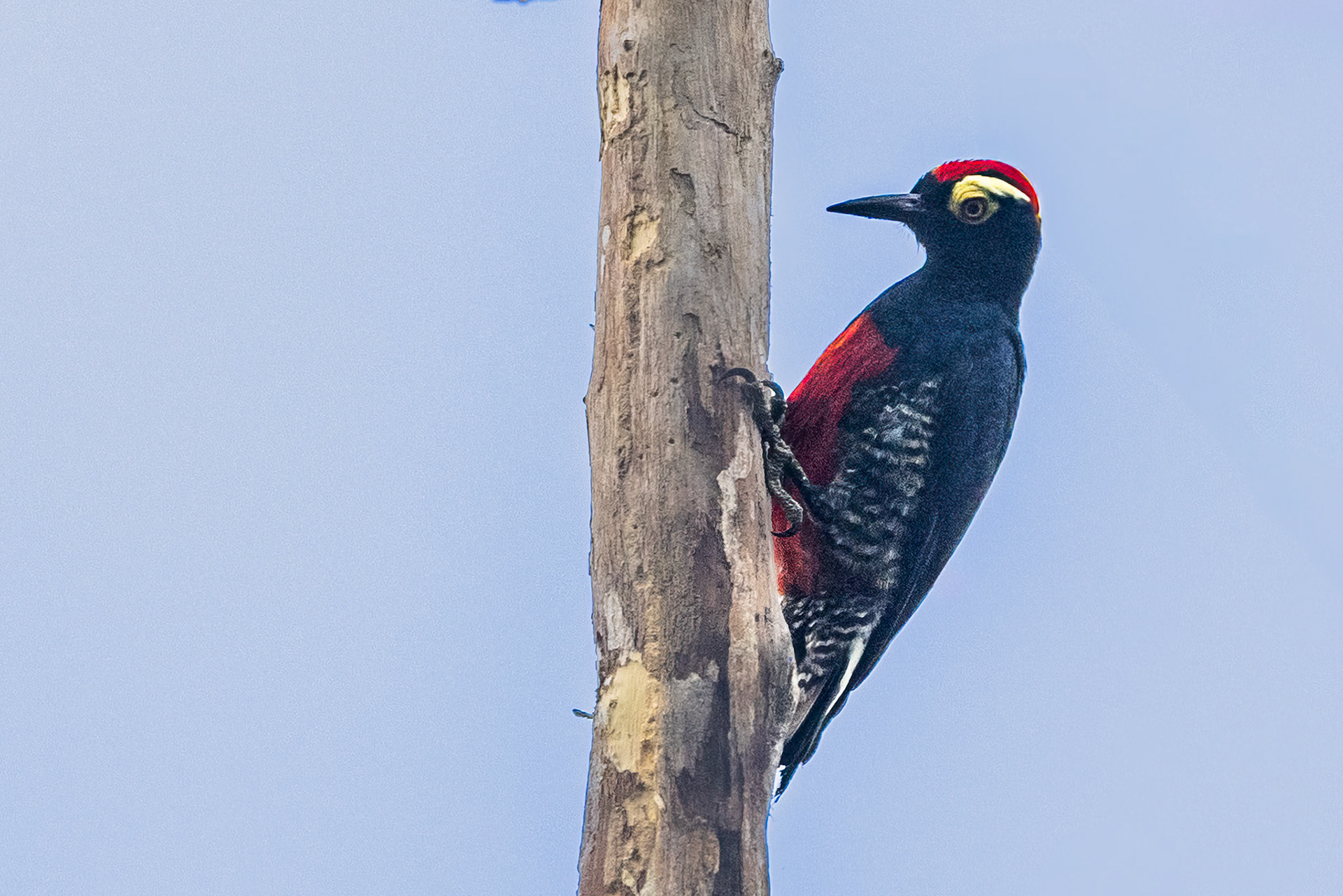Yellow-tufted Woodpecker