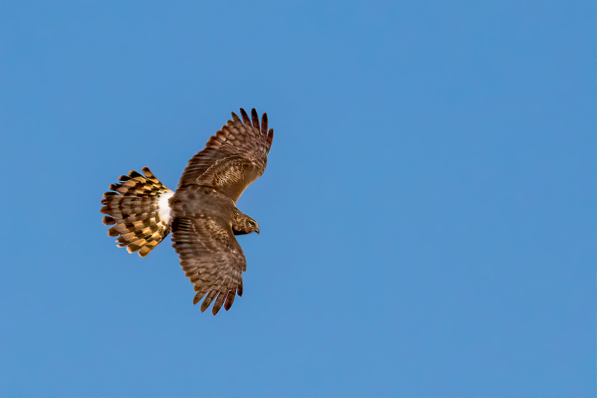 Northern Harrier (F)