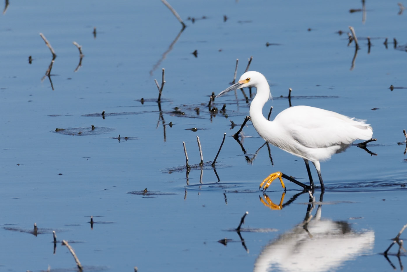 Snowy Egret