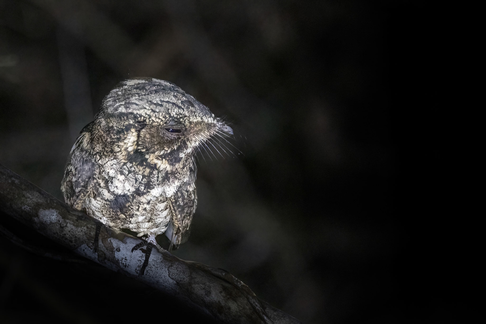 Greater Antillean Nightjar