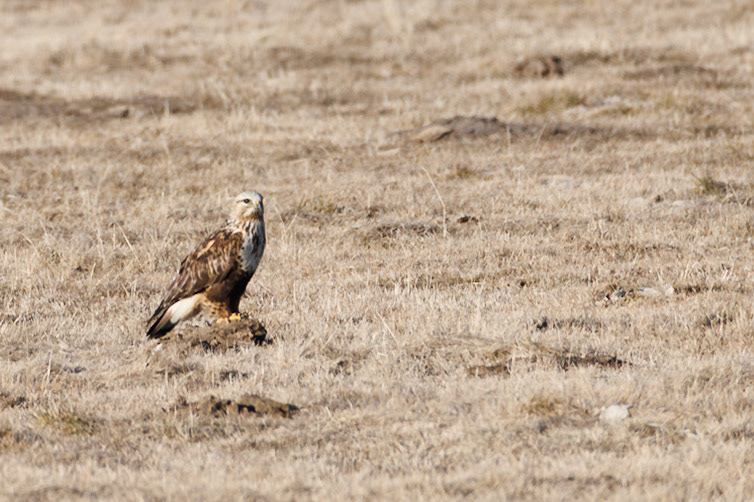 Rough-legged Hawk