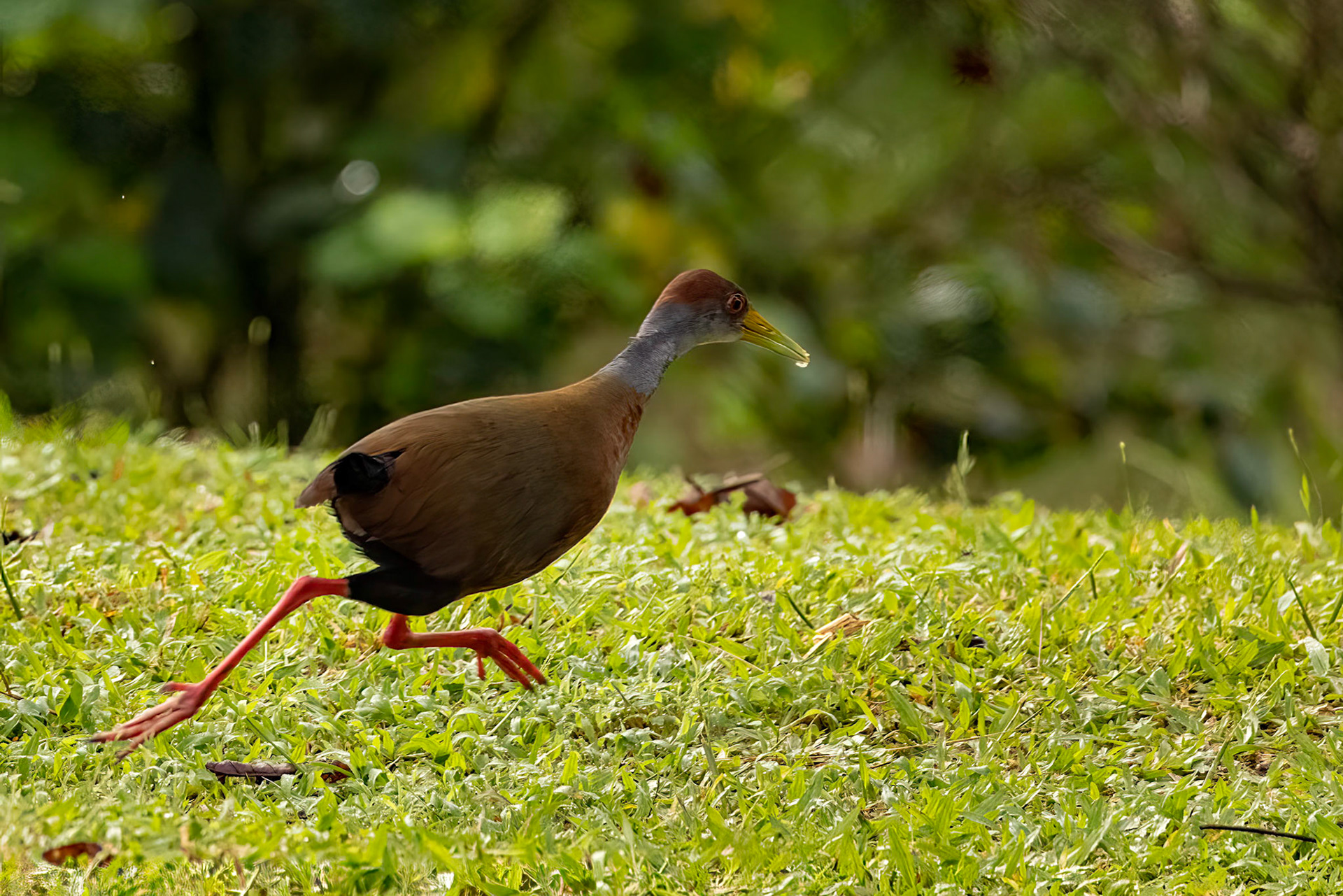 Russet-naped Wood-Rail