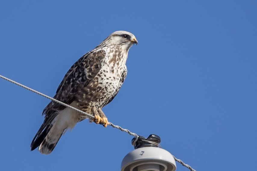 Rough-legged Hawk