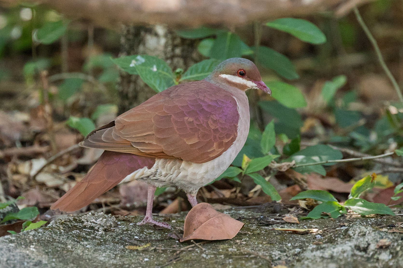 Key West Quail-dove