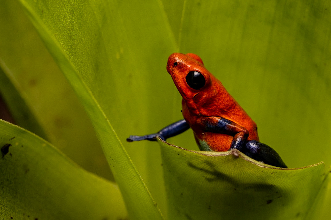 Stawberry Poison Dart Frog