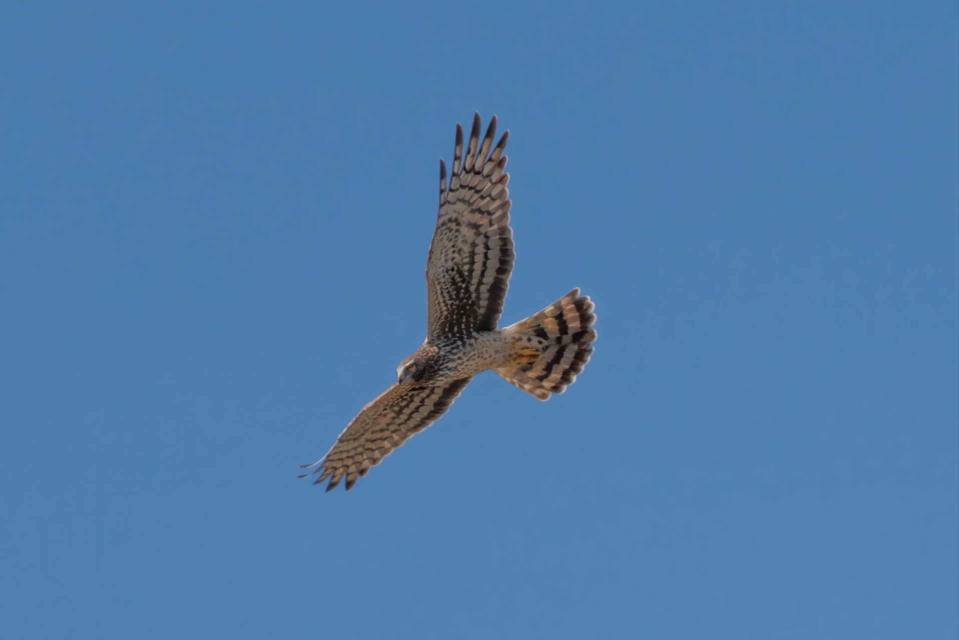 Northern Harrier
