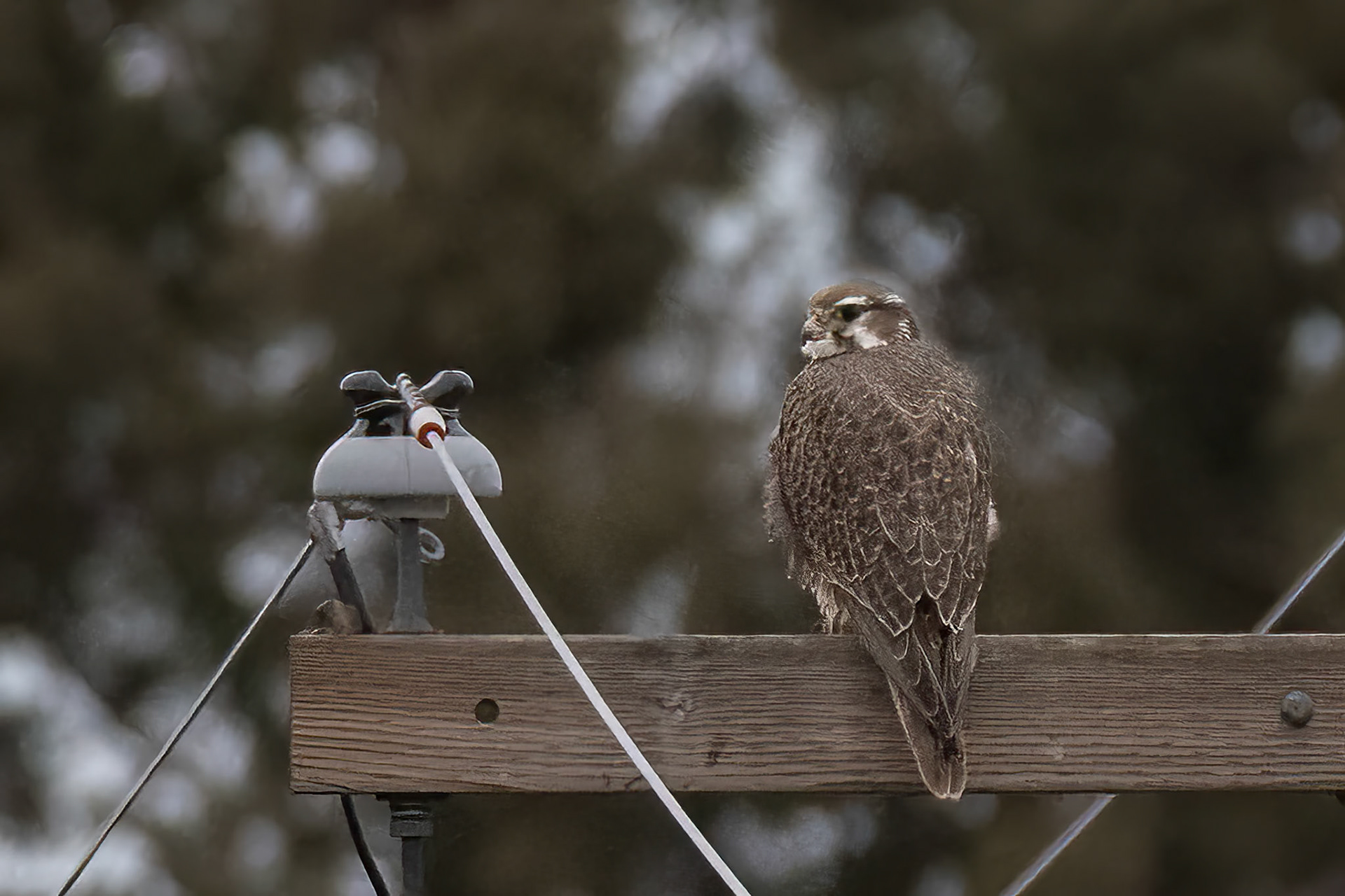Prairie Falcon