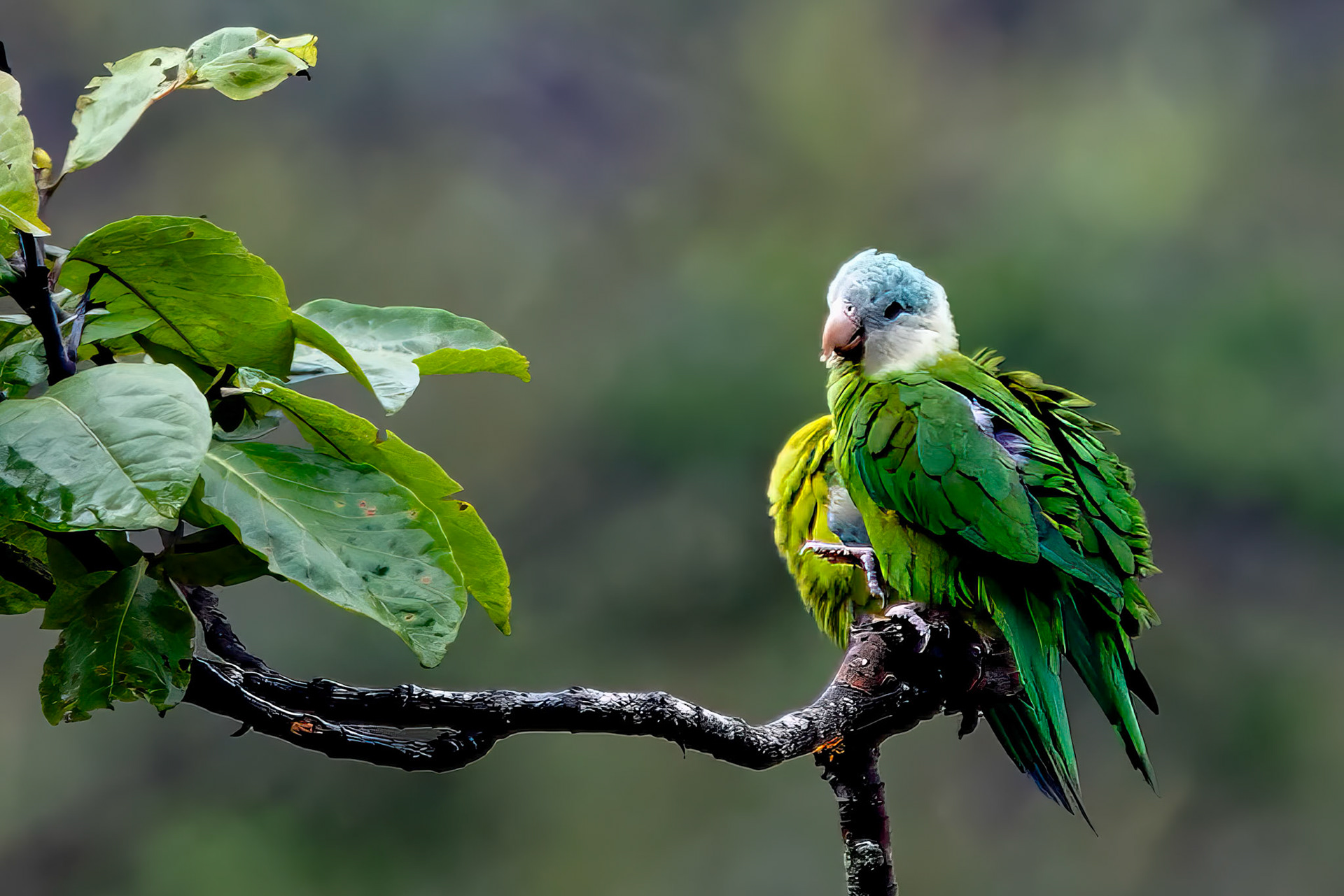 Gray-cheeked Parakeet