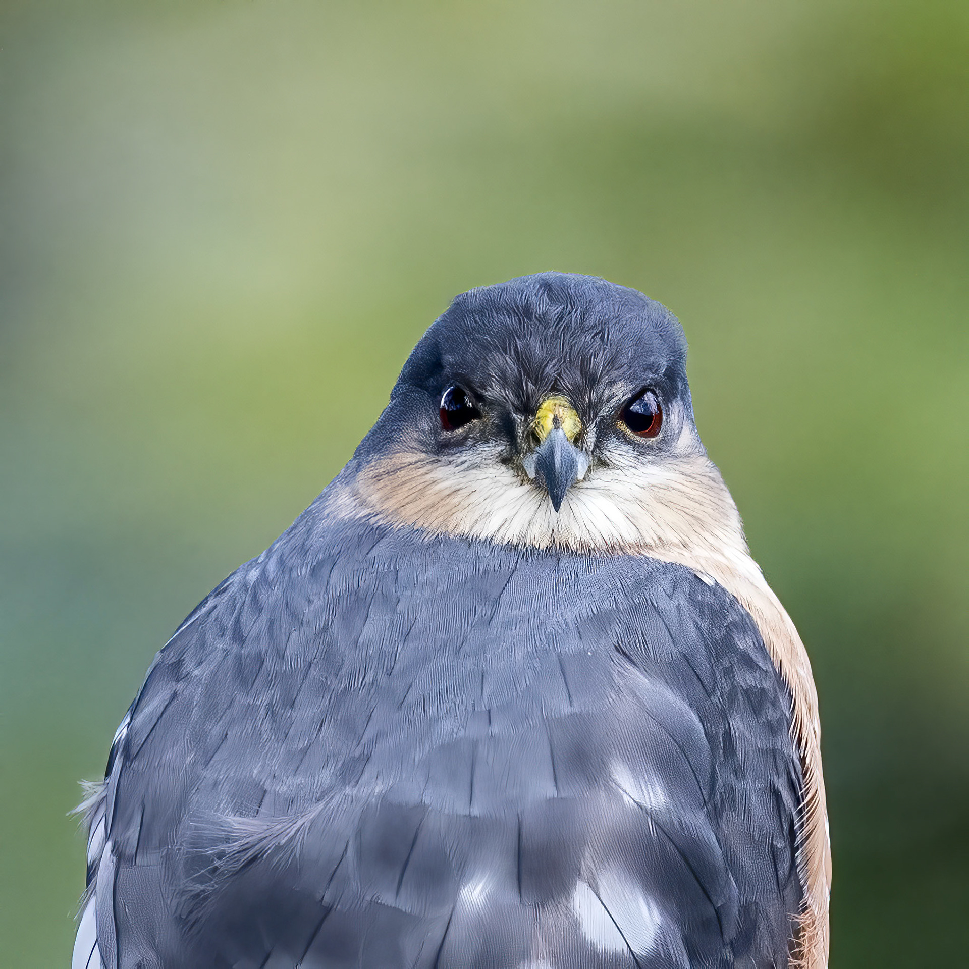Sharp-shinned Hawk