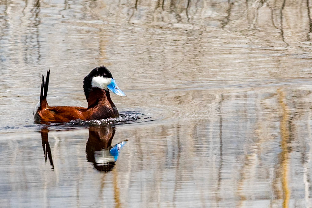 Ruddy Duck in mating posture