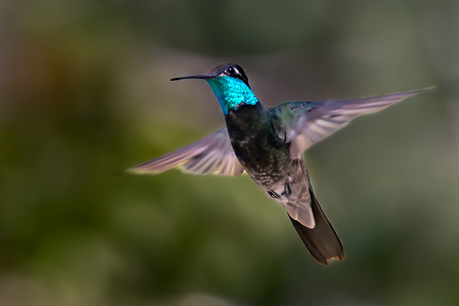 Rivioli's Hummingbird (M)
