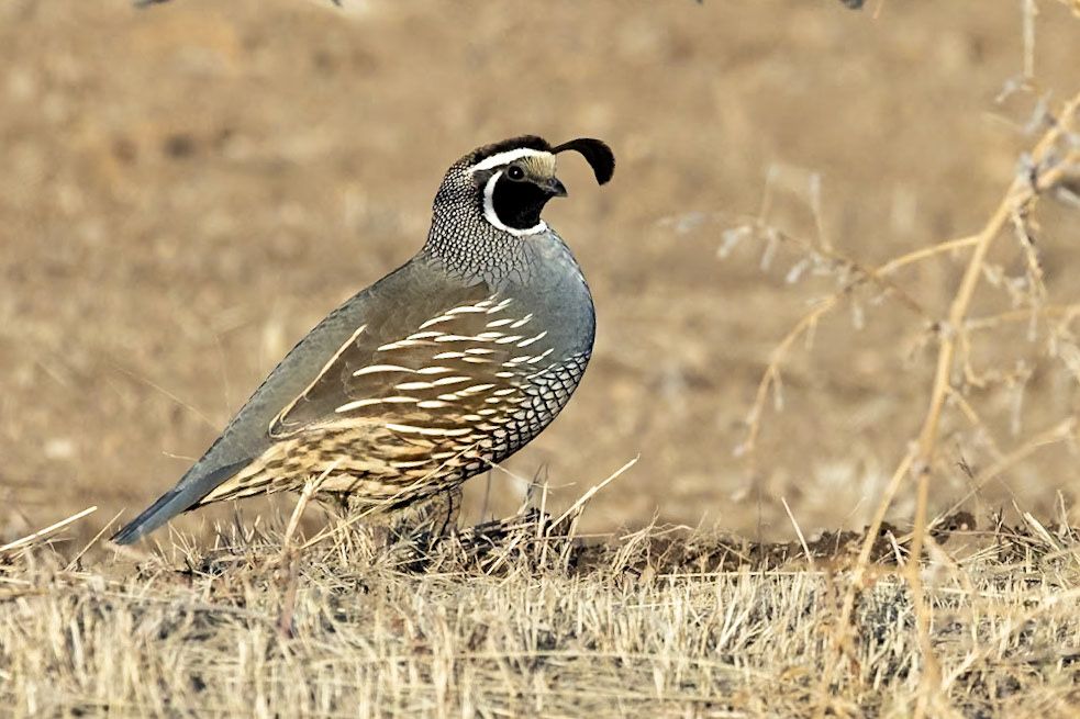 California Quail