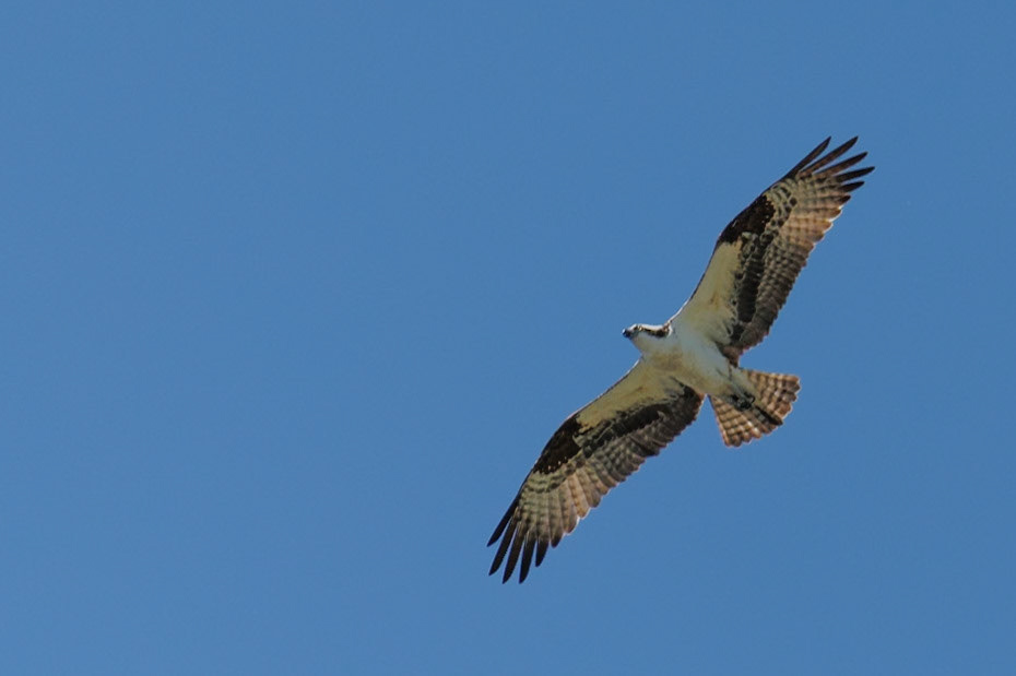 Osprey