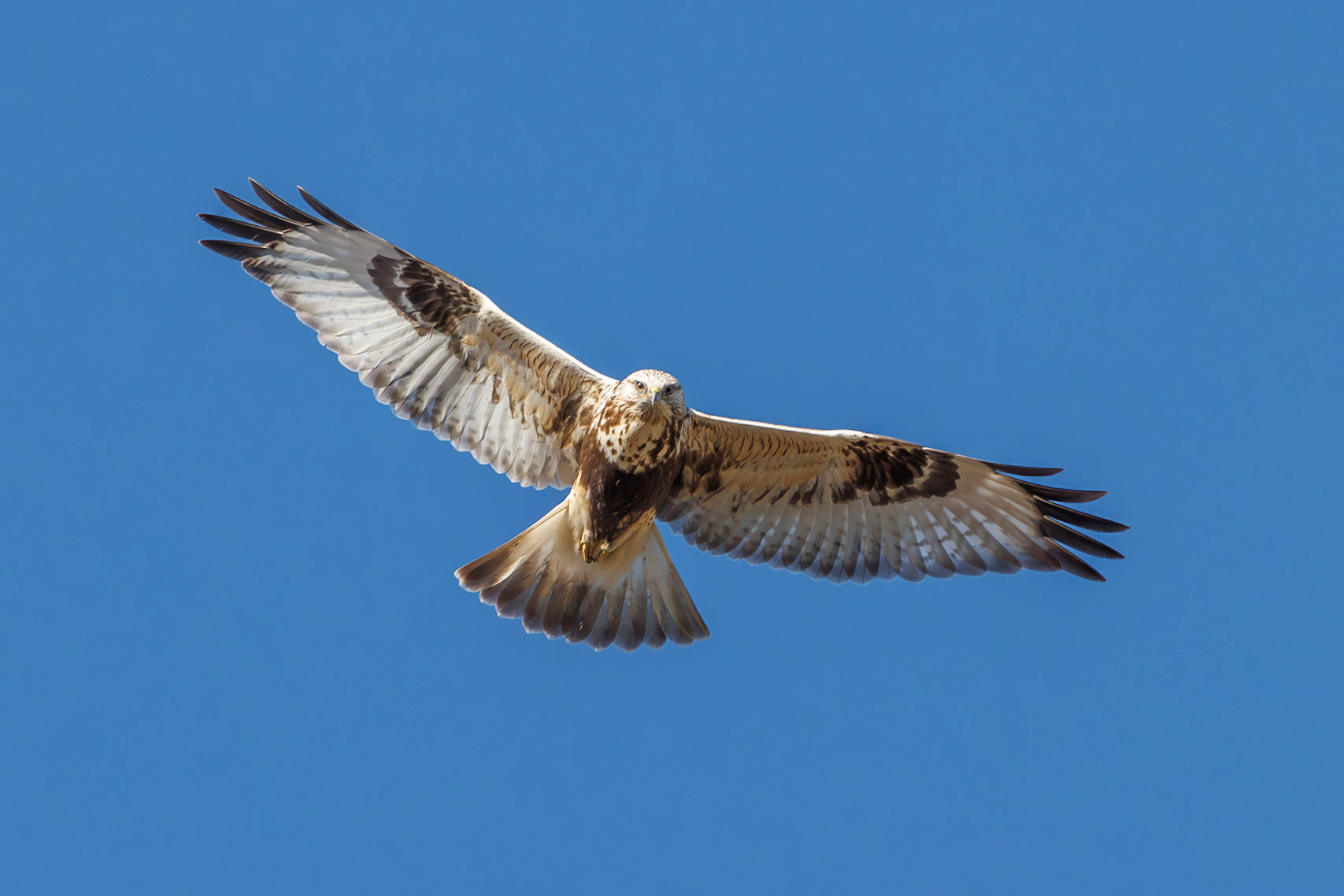 Rough-legged Hawk