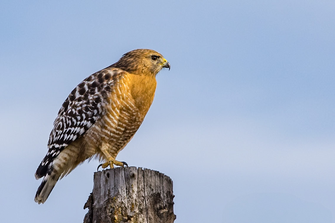 Red-shouldered Hawk
