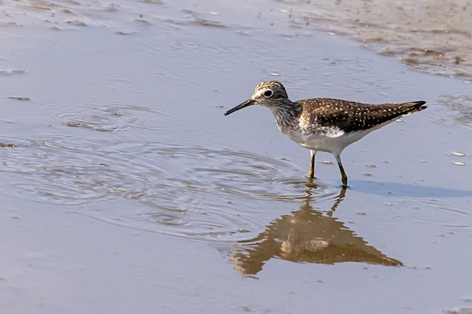 Solitary Sandpiper