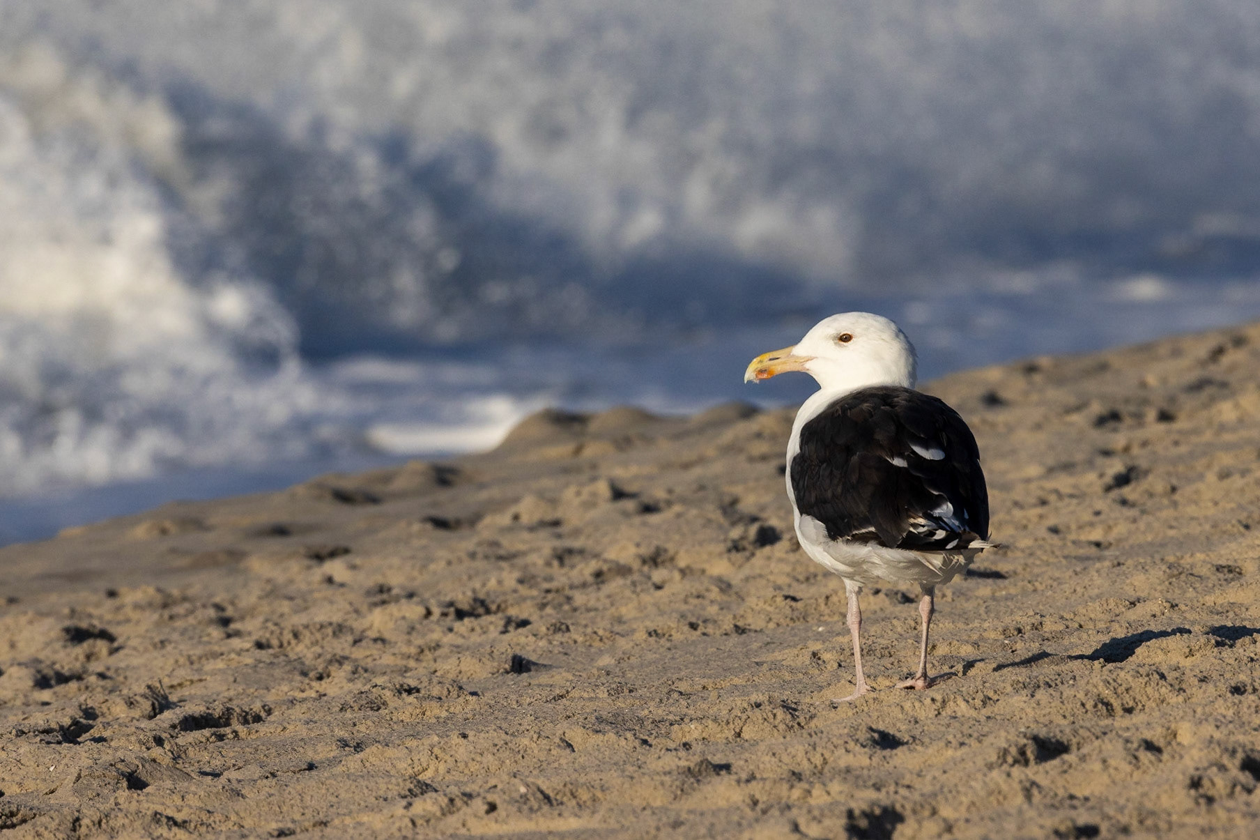 Greater Black-backed Gull
