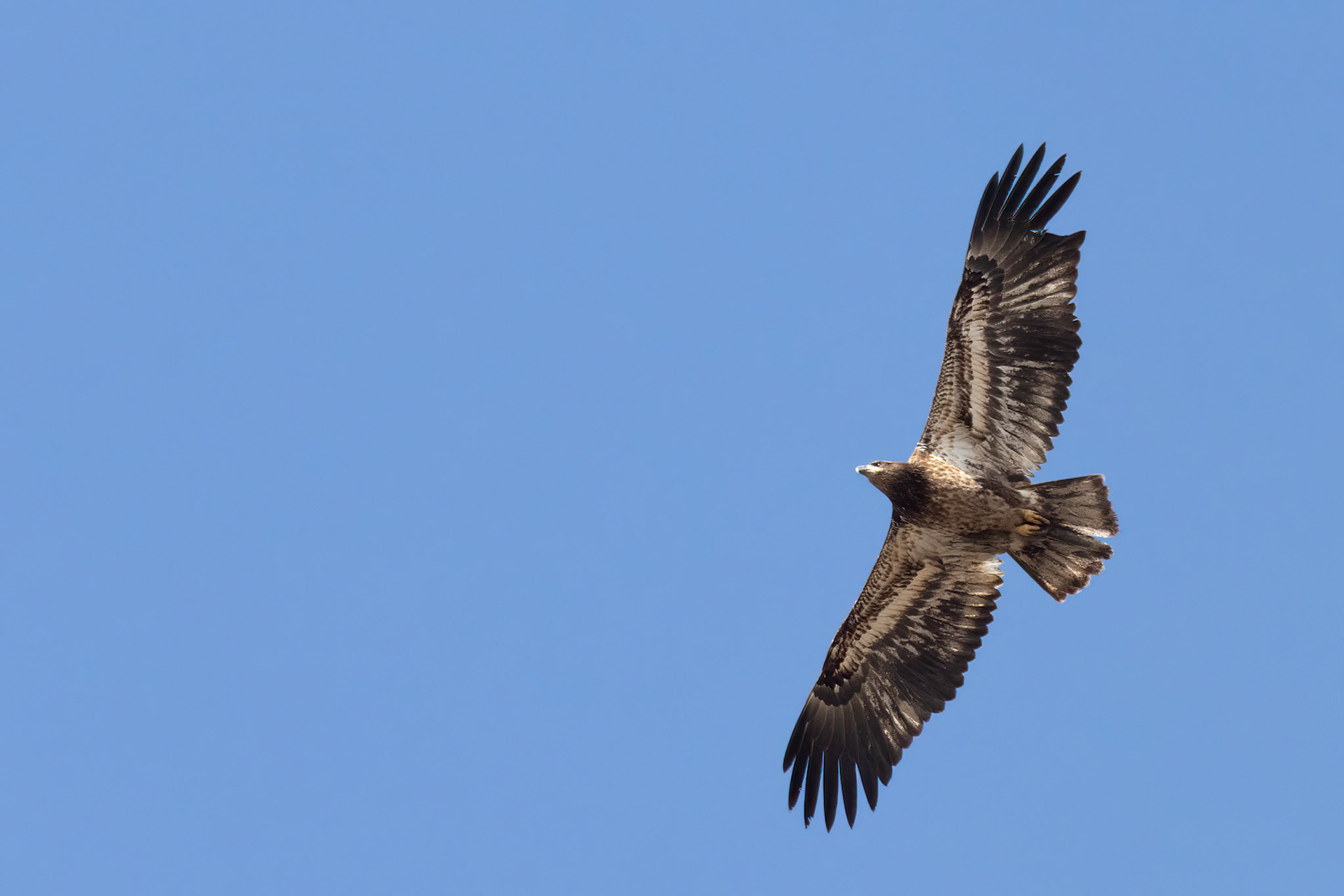 Subadult Bald Eagle