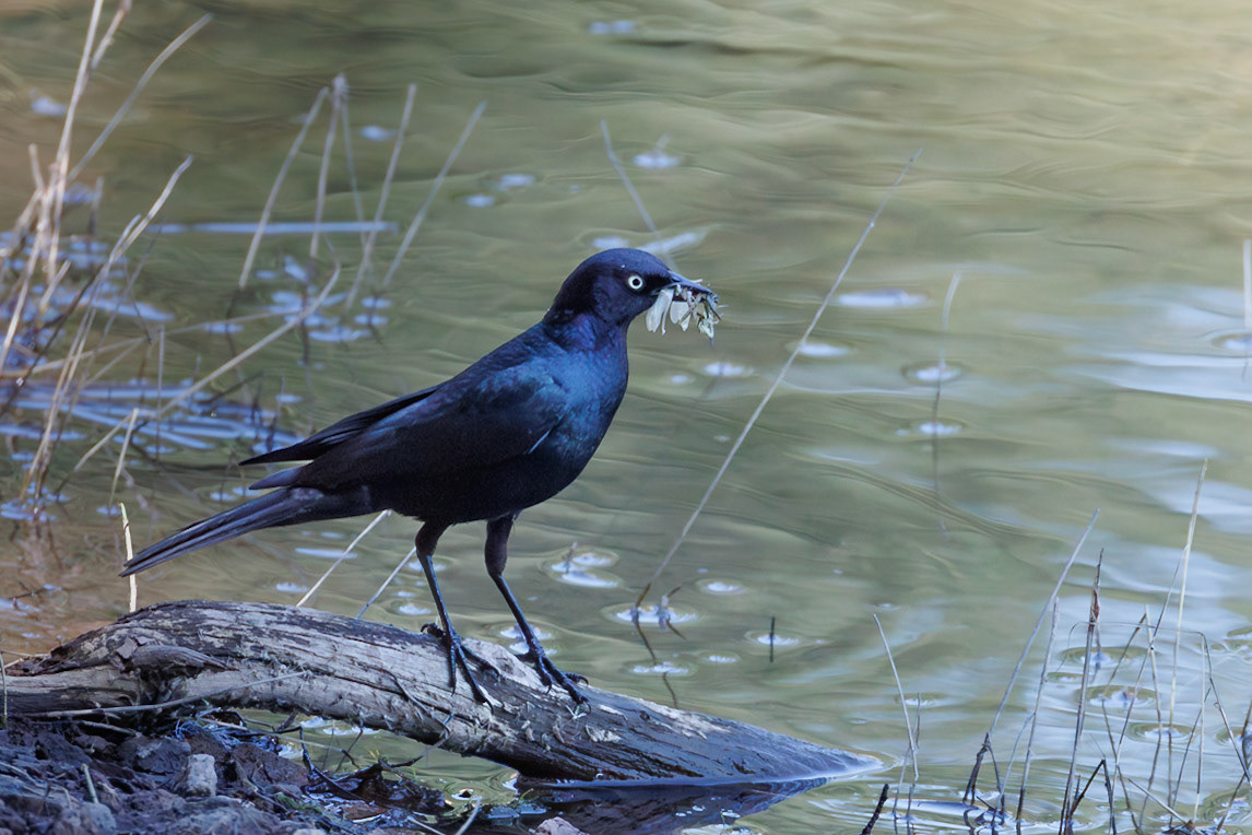 Brewer's Blackbird