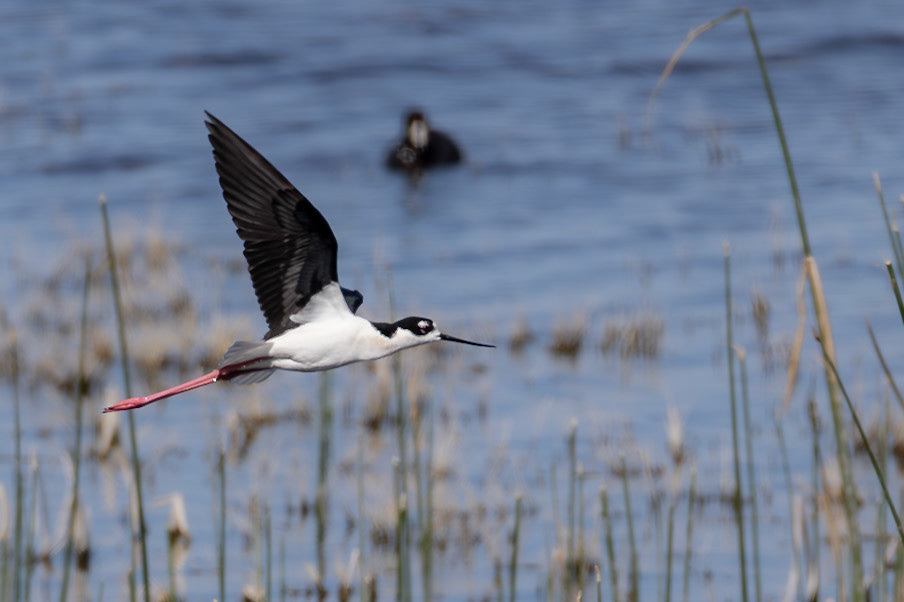 Black-necked Stilt