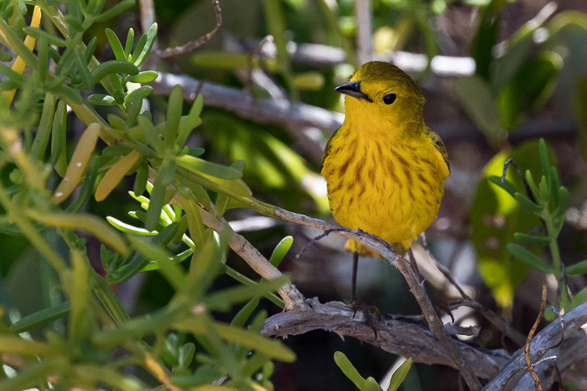 Yellow Warbler