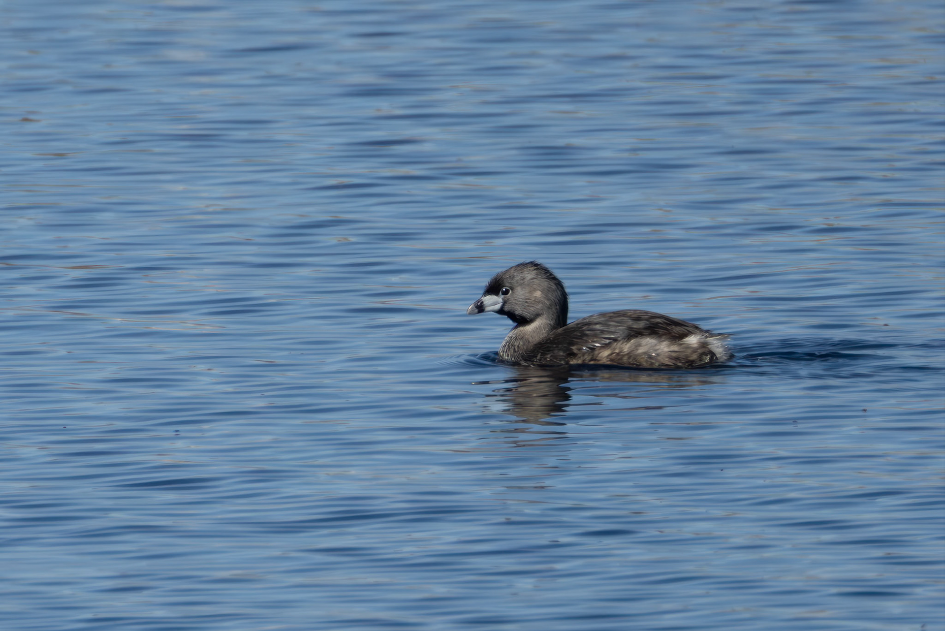 Pied-billed Grebe