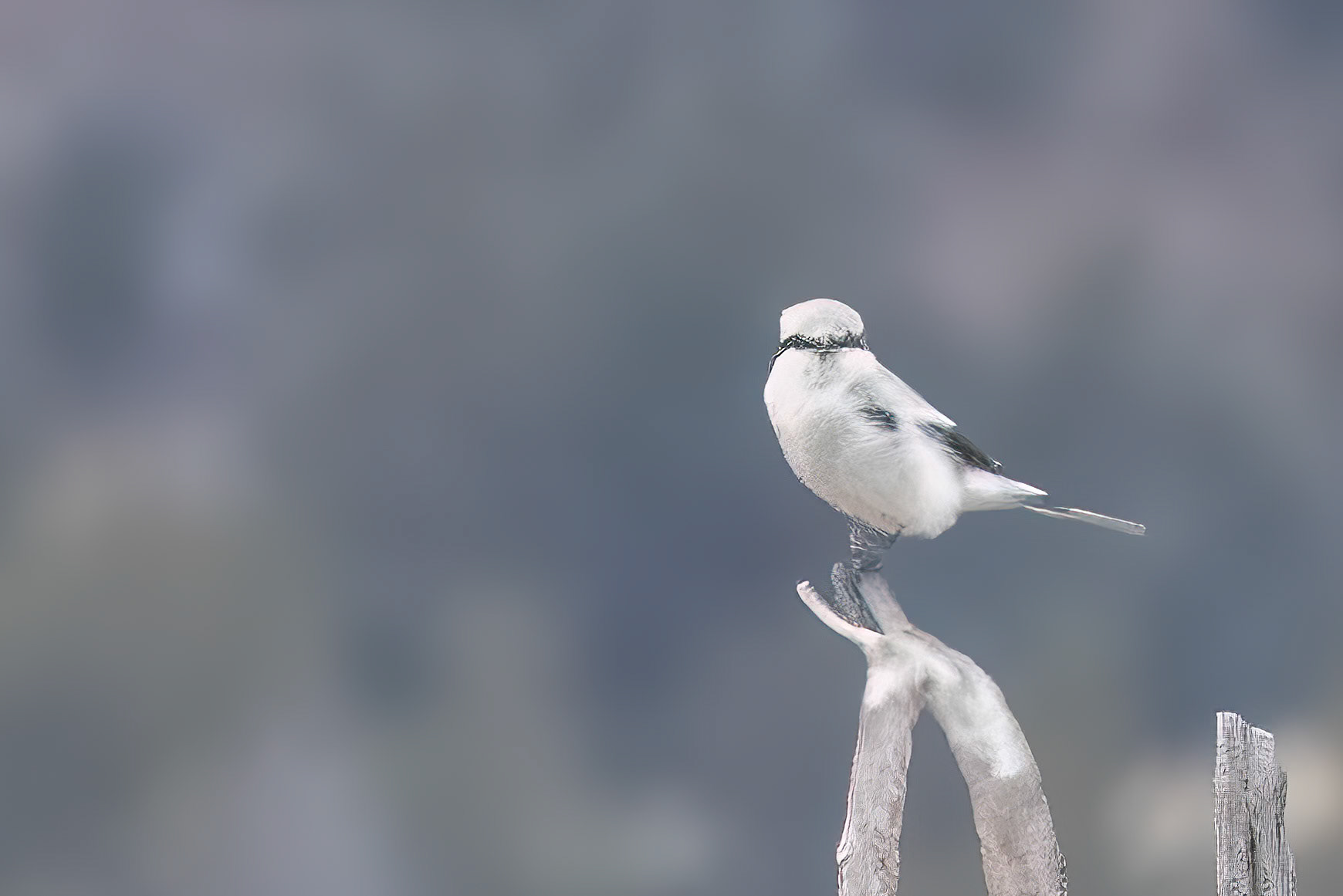 Shrike